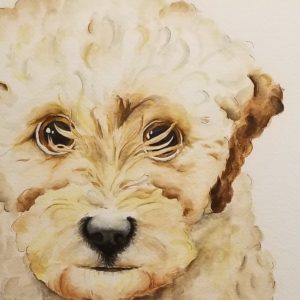 Nala: TP Trailing Toddler Labradoodle