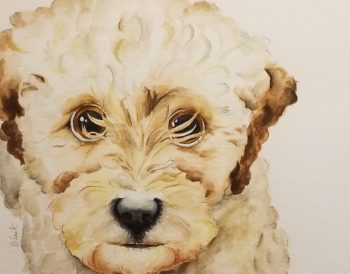 Nala: TP Trailing Toddler Labradoodle