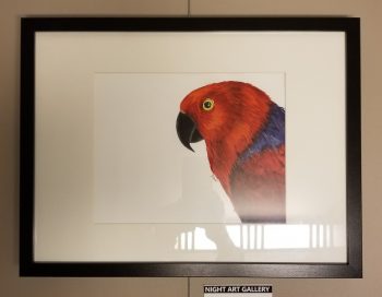 Ruby Sue: Freeze Framed Ekkie (Eclectus Parrot) - Image 2