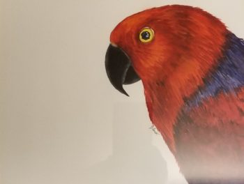 Ruby Sue: Freeze Framed Ekkie (Eclectus Parrot)