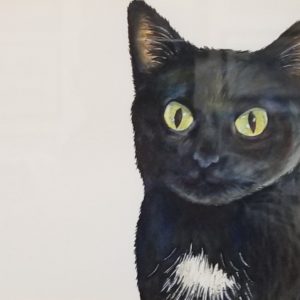 Sage: Lucky Loving Domestic Cat