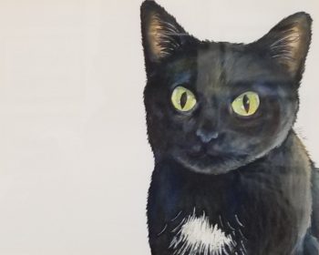 Sage: Lucky Loving Domestic Cat