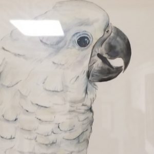 Sugar: Vibrant Velcro Umbrella Cockatoo