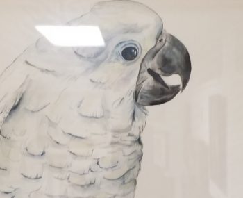 Sugar: Vibrant Velcro Umbrella Cockatoo