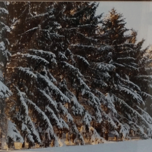 Winter-Trees-27-x-18