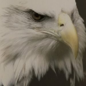 Eagle