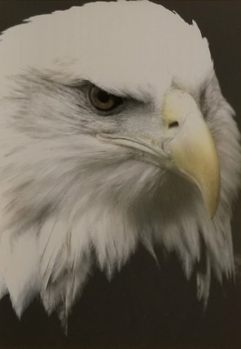 Eagle