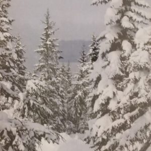 Winter Treescape