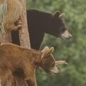The Bears