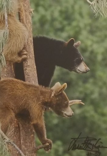 Three Bears